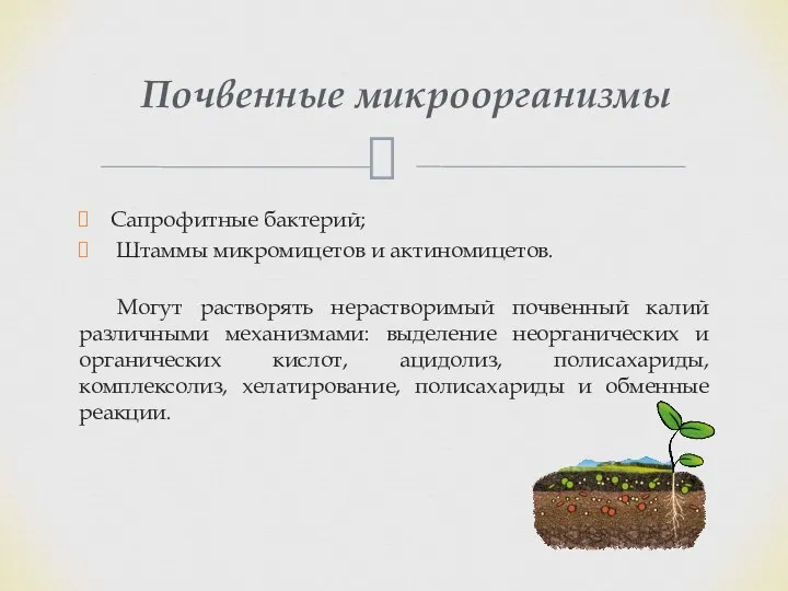 Сапрофитные бактерий; Штаммы микромицетов и актиномицетов. Могут растворять нерастворимый почвенный калий