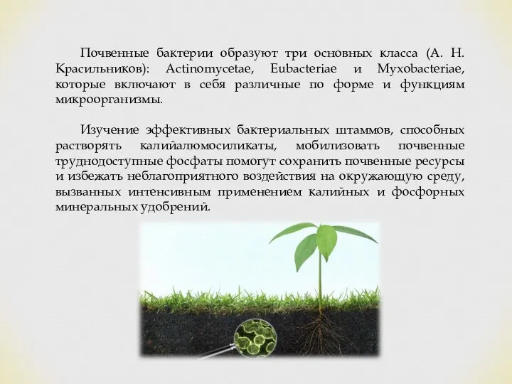 Почвенные бактерии образуют три основных класса (А. Н. Красильников): Actinomycetae, Eubacteriae