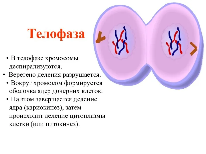 Телофаза В телофазе хромосомы деспирализуются. Веретено деления разрушается. Вокруг хромосом формируется