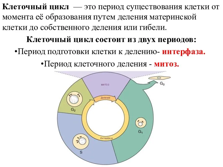 Клеточный цикл — это период существования клетки от момента её образования