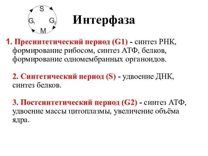 Интерфаза Пресинтетический период (G1) - синтез РНК, формирование рибосом, синтез АТФ,