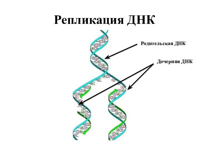 Репликация ДНК Родительская ДНК Дочерняя ДНК