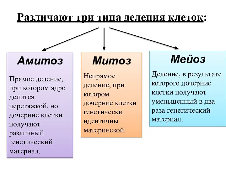 Различают три типа деления клеток: Амитоз Прямое деление, при котором ядро