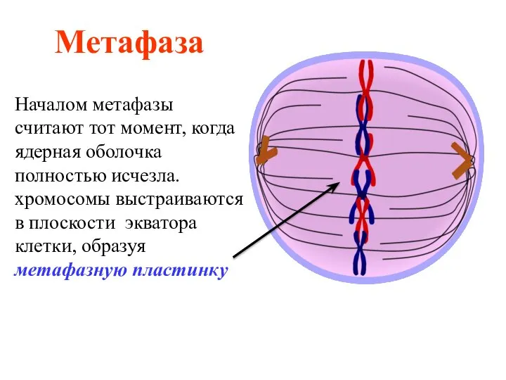 Метафаза Началом метафазы считают тот момент, когда ядерная оболочка полностью исчезла.