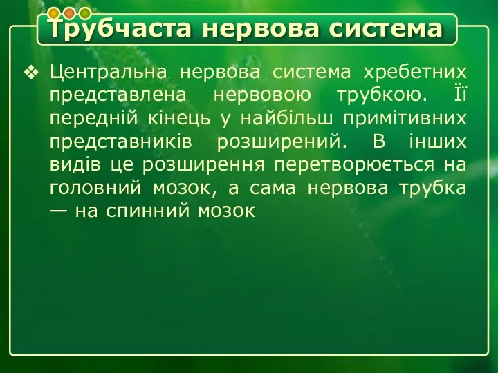 Трубчаста нервова система Центральна нервова система хребетних представлена нервовою трубкою. Її