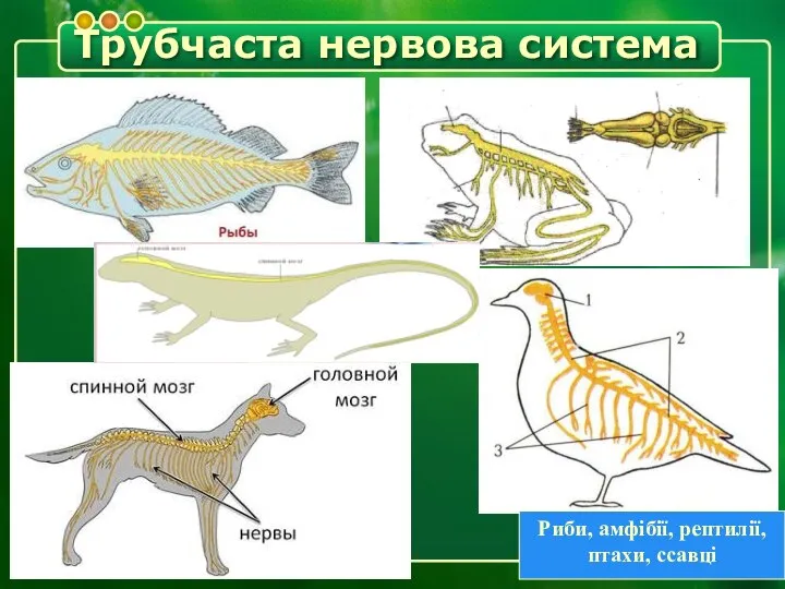 Трубчаста нервова система Риби, амфібії, рептилії, птахи, ссавці