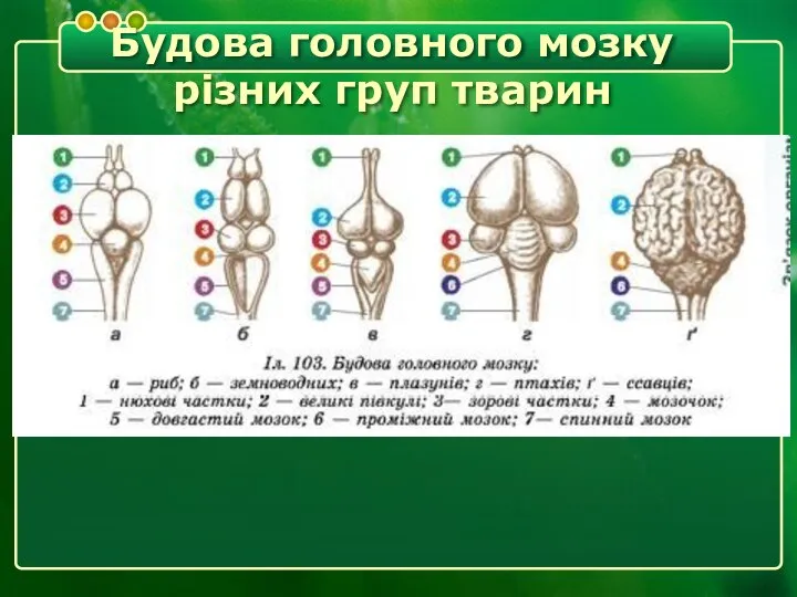 Будова головного мозку різних груп тварин