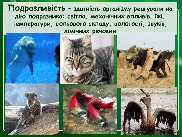 Подразливість – здатність організму реагувати на дію подразника: світла, механічних впливів,