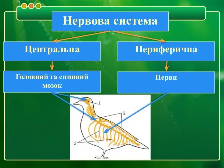 Нервова система Нерви Головний та спинний мозок Периферична Центральна