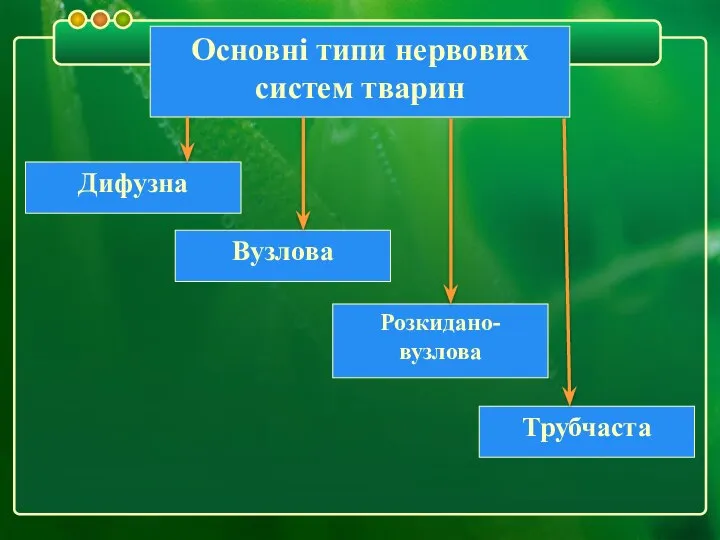 Основні типи нервових систем тварин Дифузна Трубчаста Розкидано-вузлова Вузлова