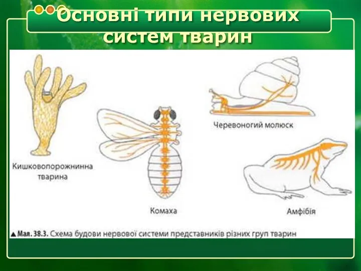 Основні типи нервових систем тварин