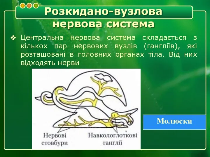 Розкидано-вузлова нервова система Центральна нервова система складається з кількох пар нервових