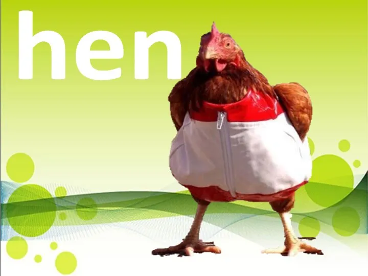 hen