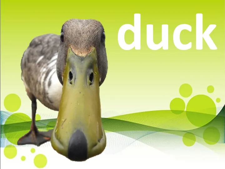 duck