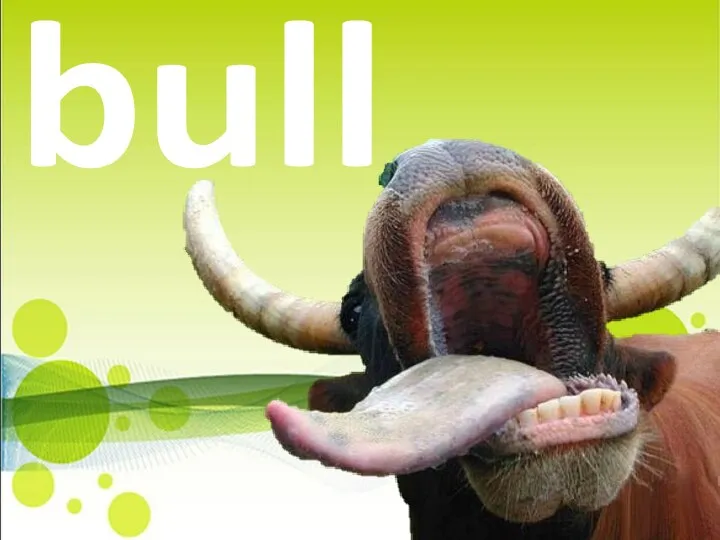 bull