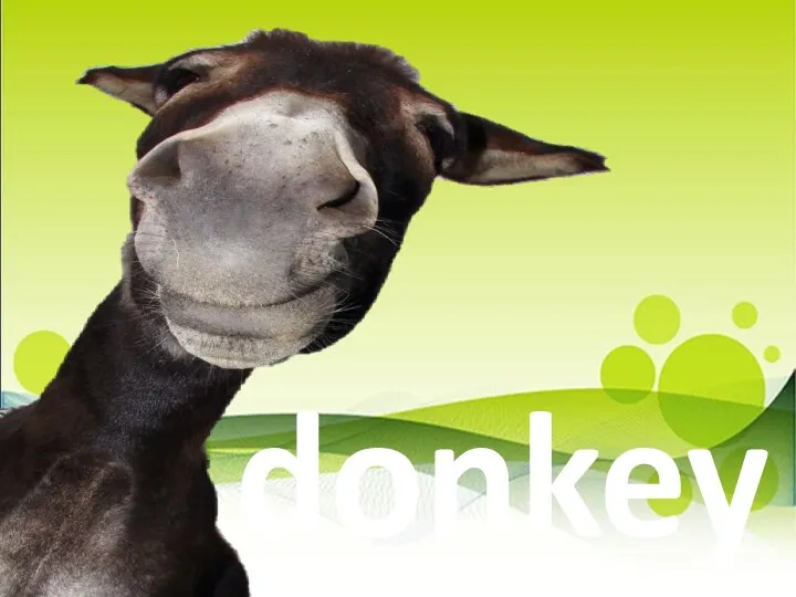 donkey