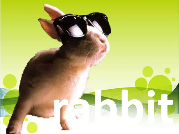 rabbit