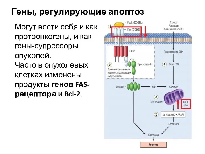 Гены, регулирующие апоптоз Могут вести себя и как протоонкогены, и как