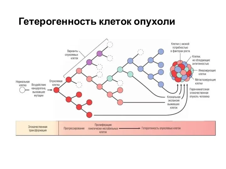 Гетерогенность клеток опухоли