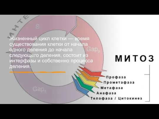 Жизненный цикл клетки — время существования клетки от начала одного деления