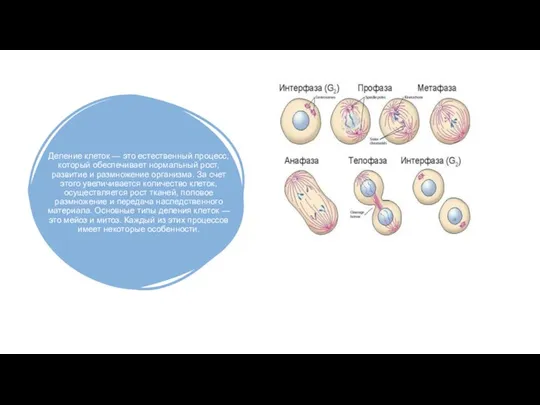 Деление клеток — это естественный процесс, который обеспечивает нормальный рост, развитие