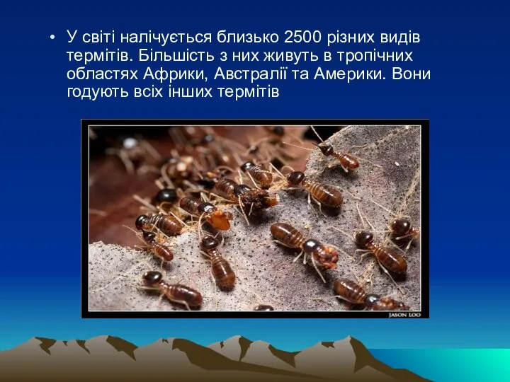 У світі налічується близько 2500 різних видів термітів. Більшість з них