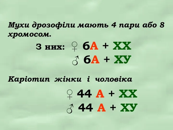 Мухи дрозофіли мають 4 пари або 8 хромосом. З них: ♀