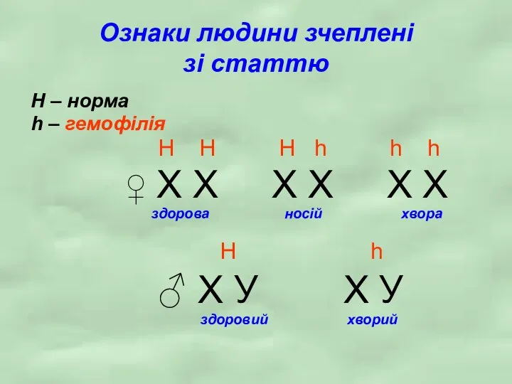 Ознаки людини зчеплені зі статтю H – норма h – гемофілія