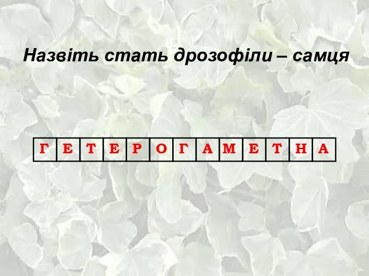 Назвіть стать дрозофіли – самця Г Е Т Е Р О