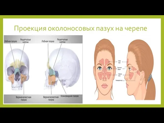 Проекция околоносовых пазух на черепе