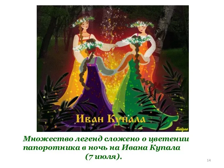 Множество легенд сложено о цветении папоротника в ночь на Ивана Купала (7 июля).