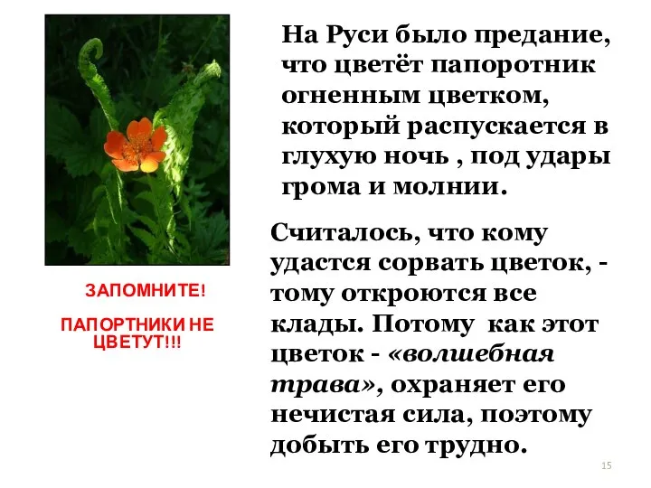 На Руси было предание, что цветёт папоротник огненным цветком, который распускается