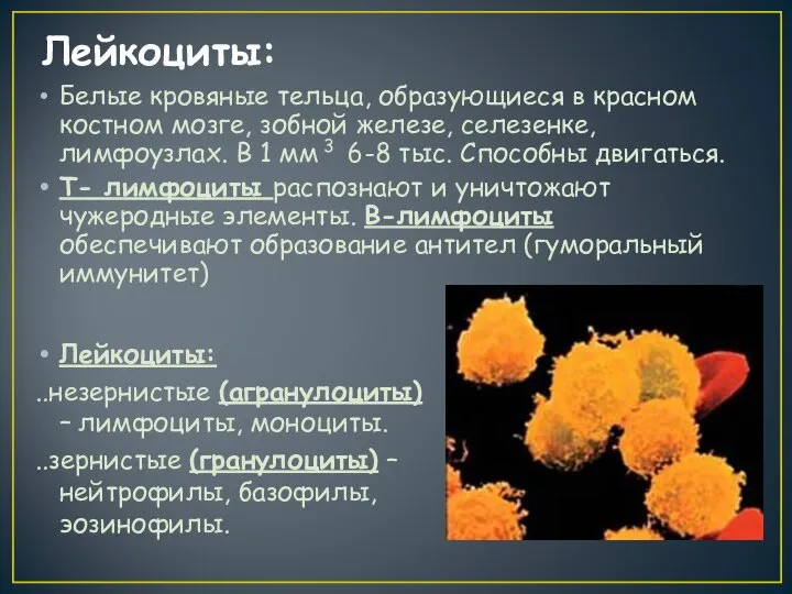 Лейкоциты: Белые кровяные тельца, образующиеся в красном костном мозге, зобной железе,