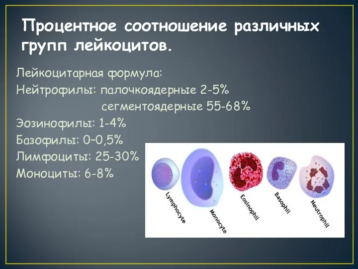 Процентное соотношение различных групп лейкоцитов. Лейкоцитарная формула: Нейтрофилы: палочкоядерные 2-5% сегментоядерные