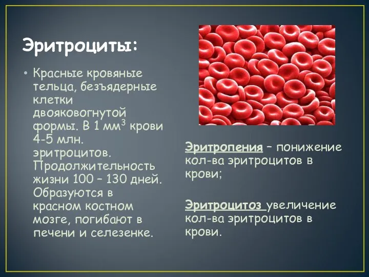 Эритроциты: Красные кровяные тельца, безъядерные клетки двояковогнутой формы. В 1 мм3
