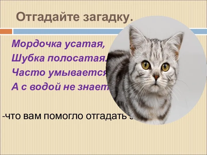 Отгадайте загадку. Мордочка усатая, Шубка полосатая. Часто умывается, А с водой