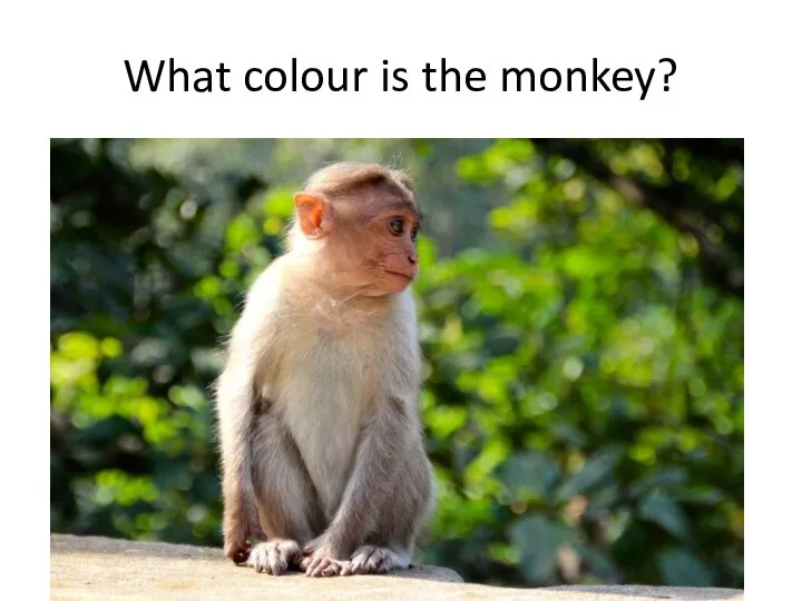 What colour is the monkey?