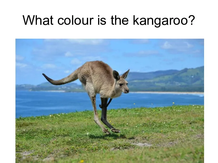 What colour is the kangaroo?