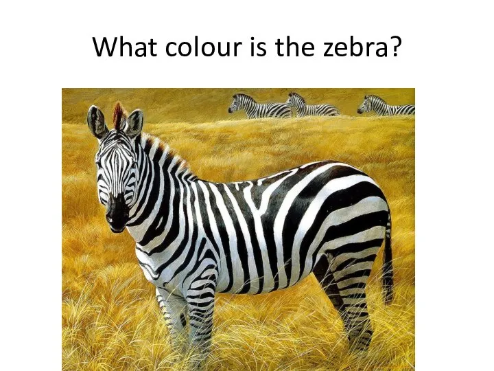 What colour is the zebra?