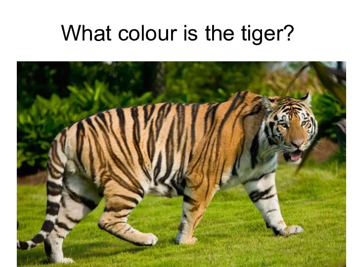 What colour is the tiger?