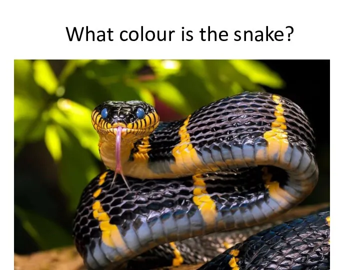 What colour is the snake?