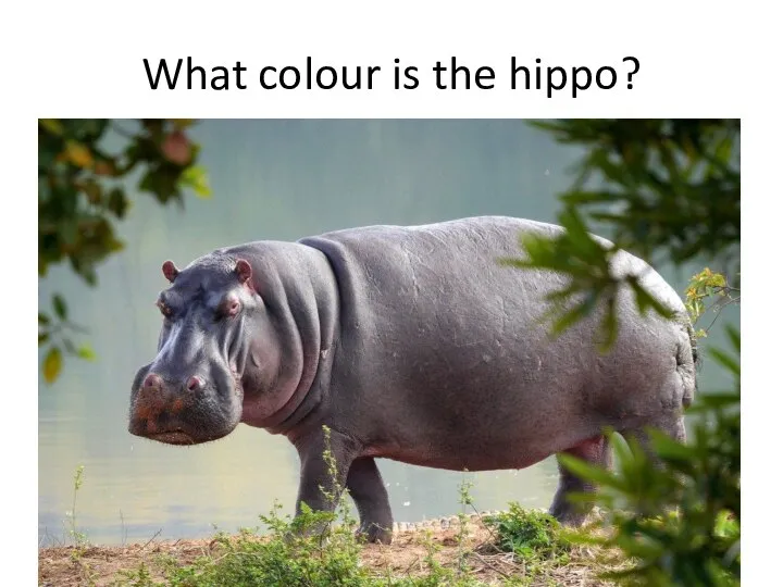 What colour is the hippo?