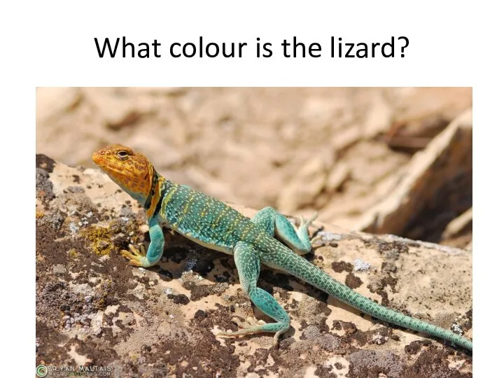What colour is the lizard?