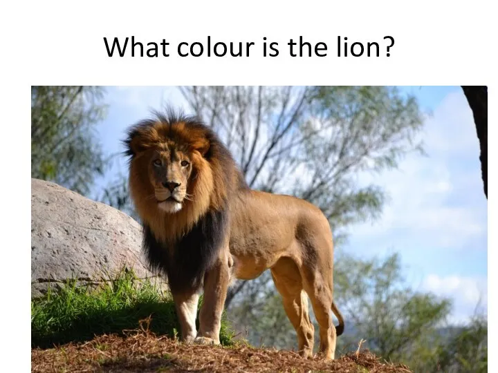What colour is the lion?