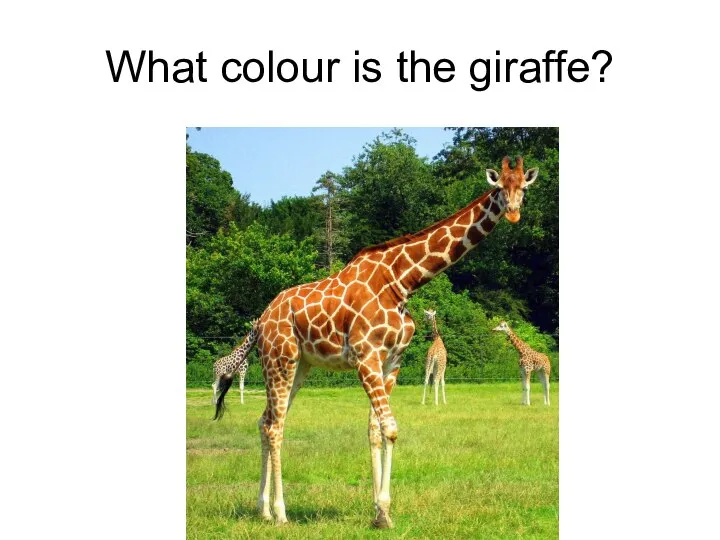 What colour is the giraffe?