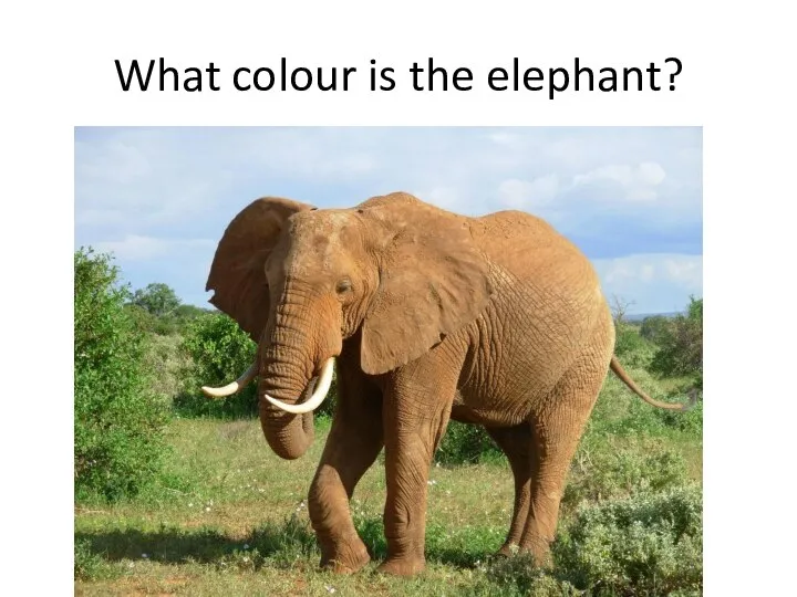What colour is the elephant?