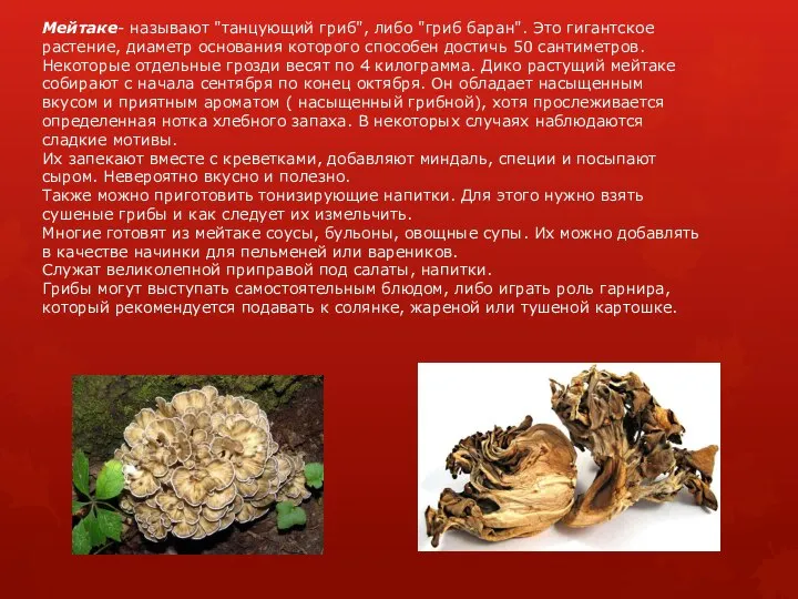 Мейтаке- называют "танцующий гриб", либо "гриб баран". Это гигантское растение, диаметр