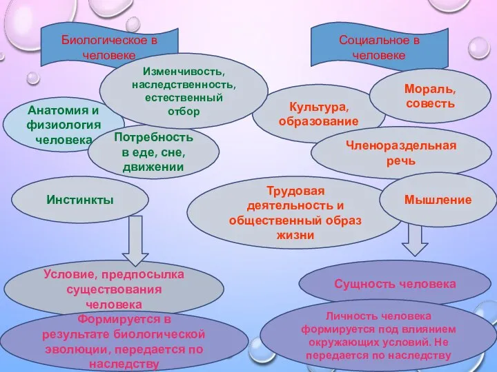 Условие, предпосылка существования человека Биологическое в человеке Анатомия и физиология человека