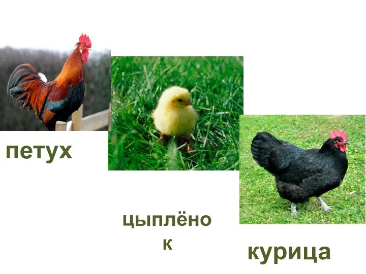 цыплёнок петух курица