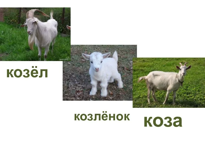 козлёнок козёл коза